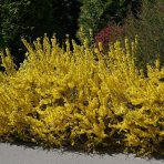 Zlatý dážď (Forsythia intermedia) ´MAREÉ D´OR´® - výška 15-25 cm, ⌀ 30-40 cm, kont. C5L